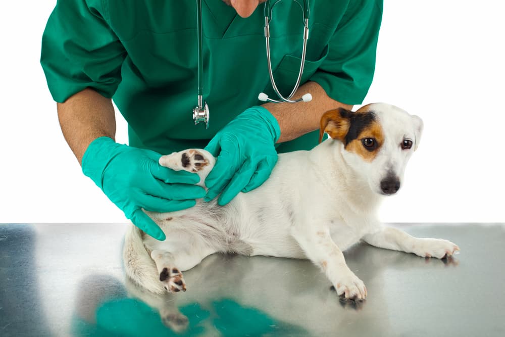Veterinarian examines a dog's hips