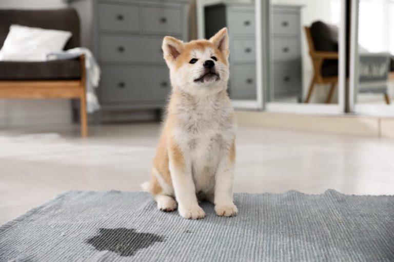 Puppy peeing on carpet from excitement