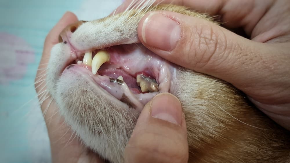 Cat with bad teeth