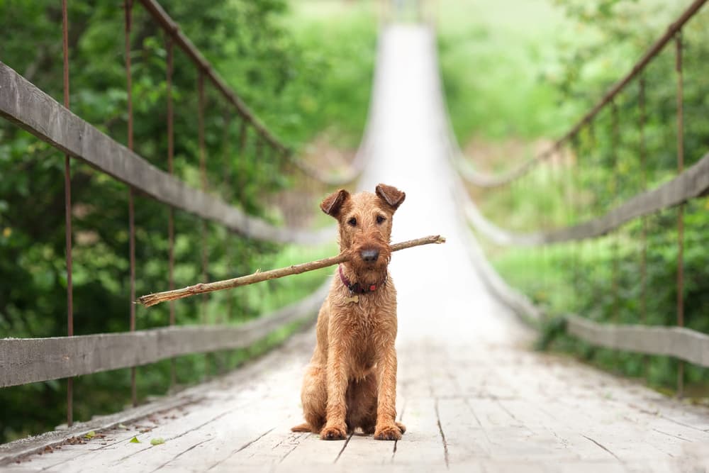Irish Terrier with a stick sitting on a bridge