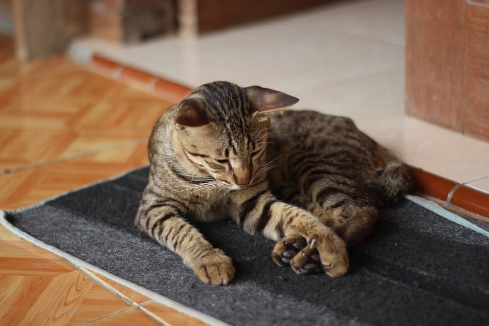 Cat lying down on doormat