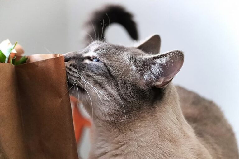 Cat sniffs a bag of groceries