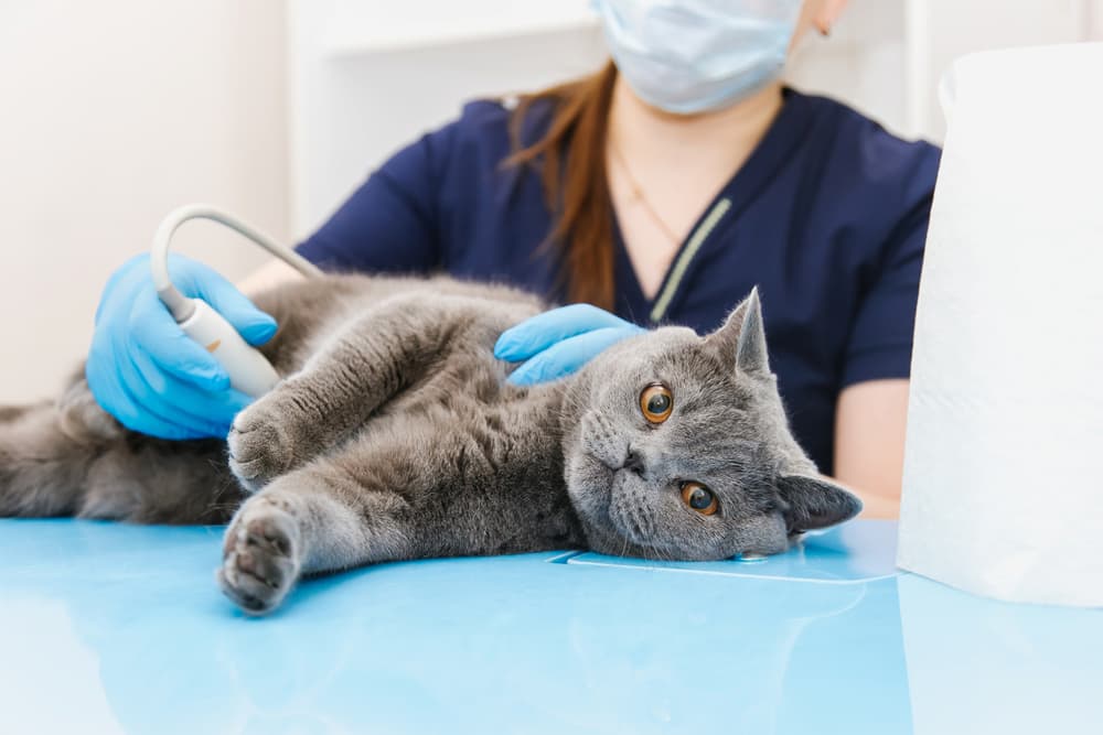 Cat having an ultrasound scan