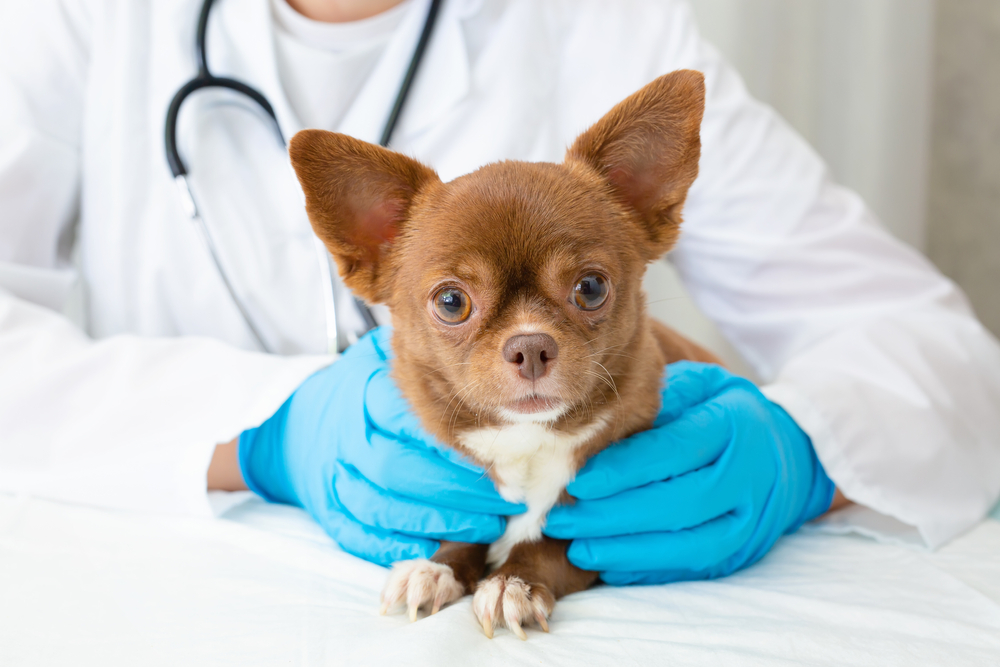 Chihuahua at veterinarian