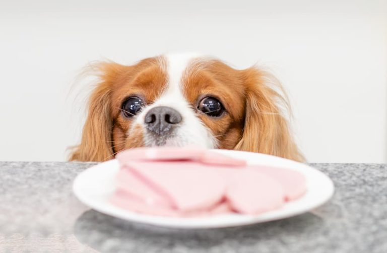 King Charles Spaniel tries to steal ham slice from table