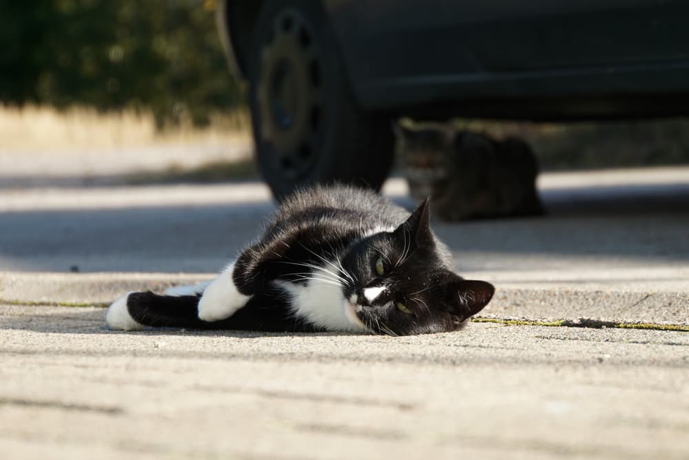 Black and white cat laying down on the cement