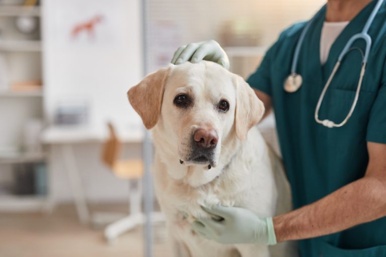 Dog at the vet being prescribed medication