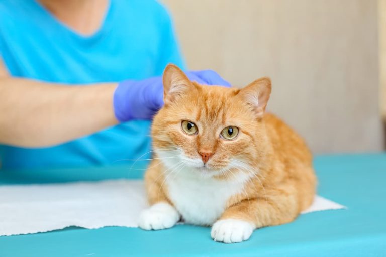 cat being treated for hepatic lipidosis