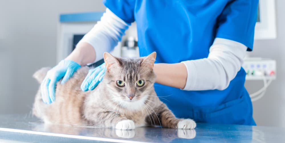 Cat being checked by vet