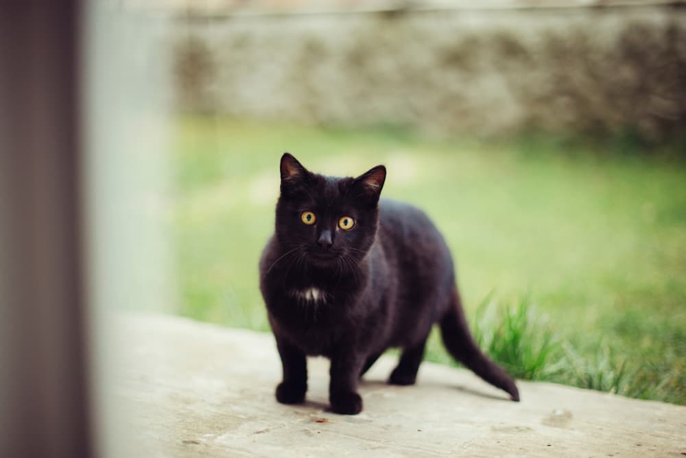portrait of a little black cat