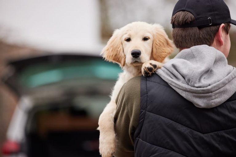Dog being held going to the car