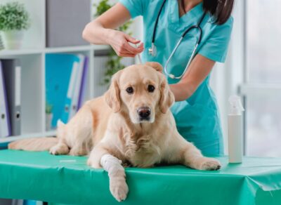 DHPP Vaccine for Dogs