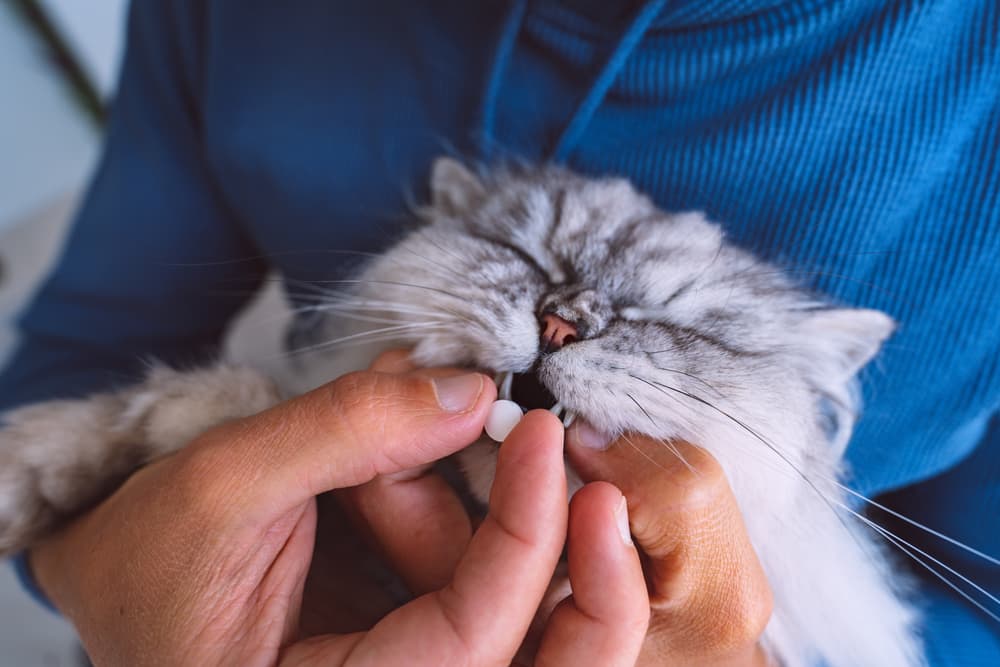 Giving cat pill
