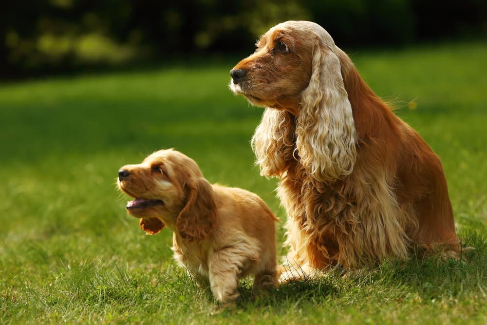 One puppy and one adult Cocker Spaniel outside