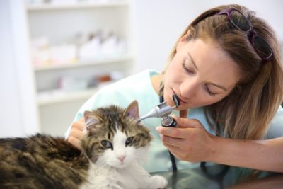 Cat Ear Infection: 6 Symptoms to Watch For
