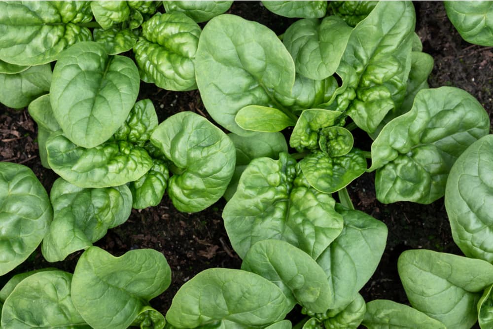 Growing spinach in a garden
