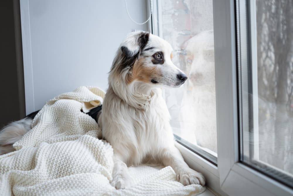 8 Ways to Make Your Dog Less Lonely
