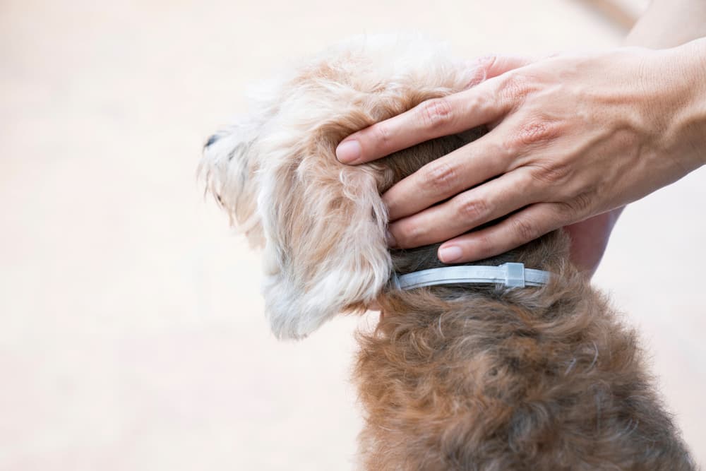 Dog wearing a flea and tick collar