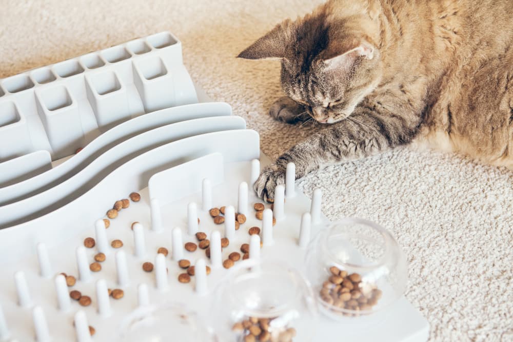 Cat playing with a food puzzle to help slow down eating