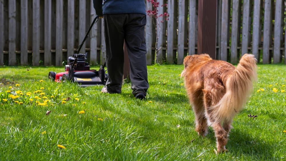 Retriever follows man mowing the lawn