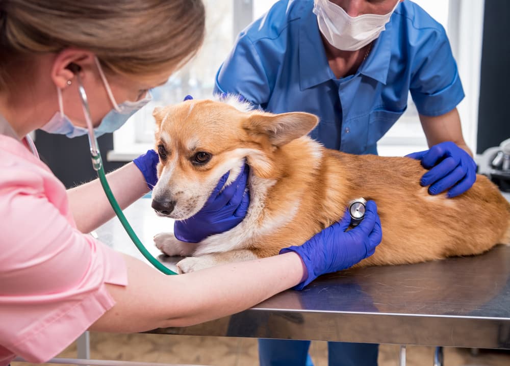 Veterinarians examine sick Corgi dog