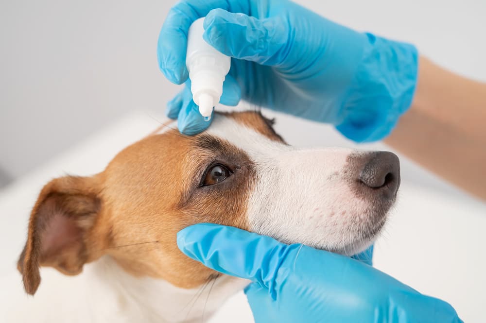 Vet administers drops in a dog's eye