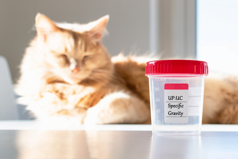 Cat urine testing
