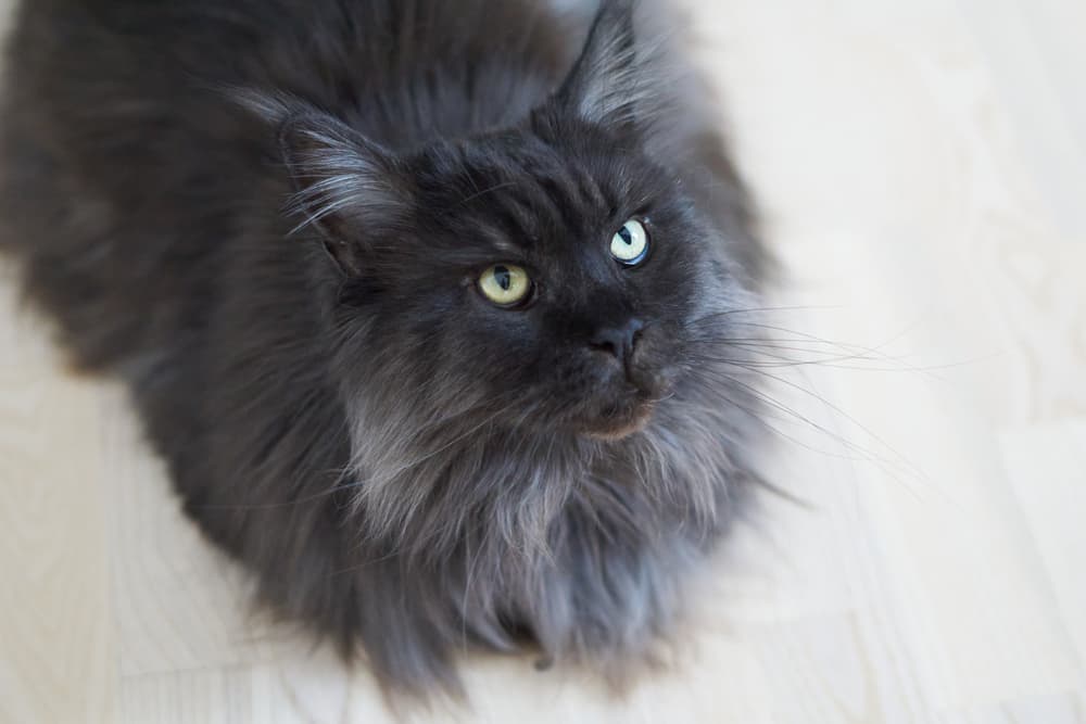 Black cat wth greying ends of hair