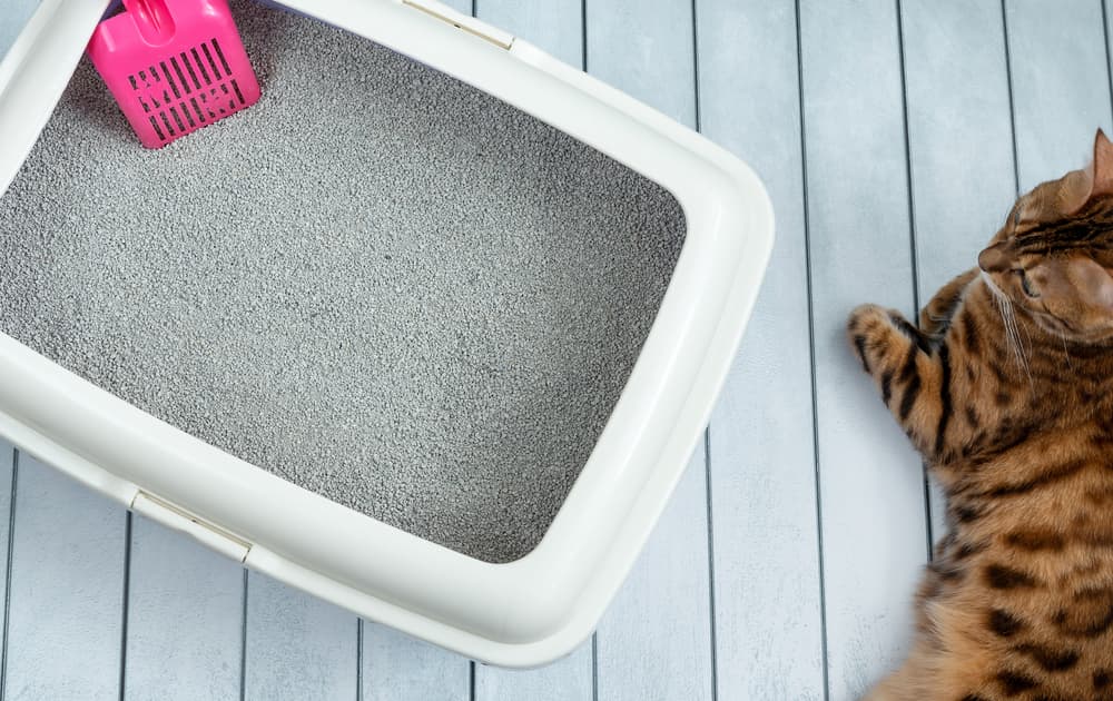 Cat litter tray with pink scoop and Bengal cat