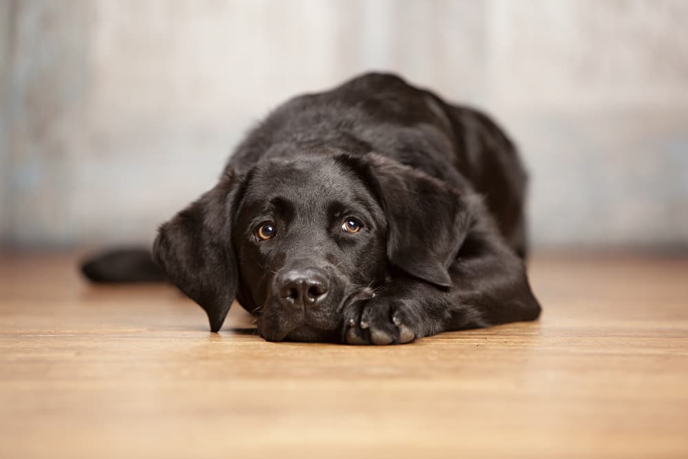 Black Labrador lying on the floor