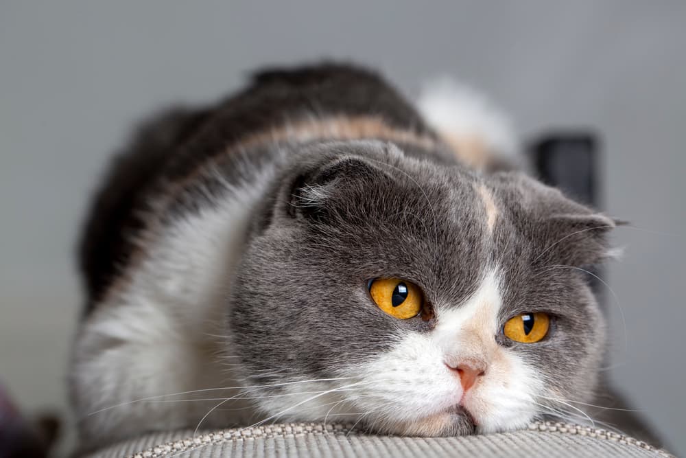 Cat with yellow eye lying down