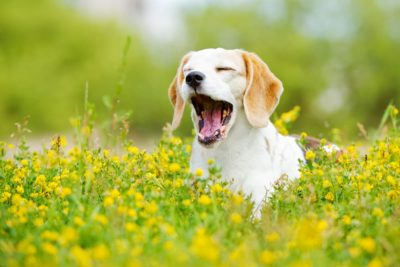 What Are Dogs Allergic To? Common Allergens