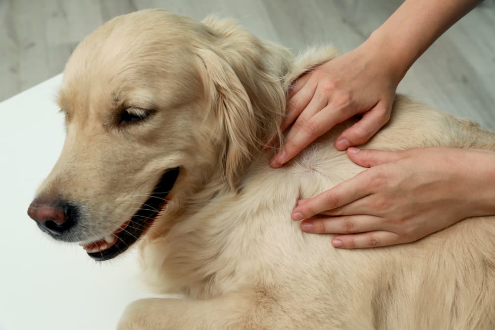 Woman checking dog tick bite