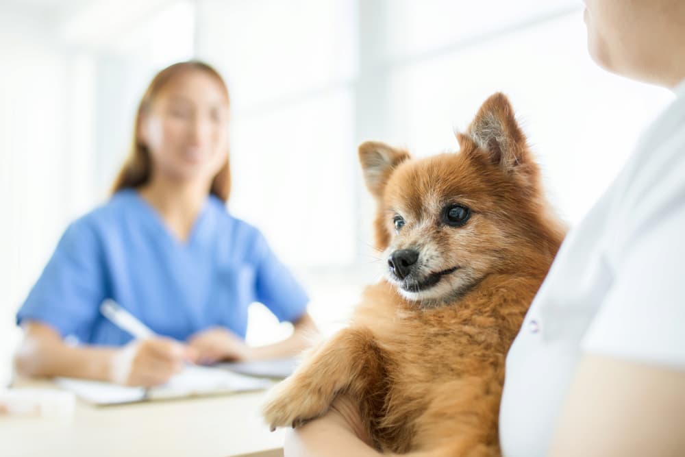 Dog gets prescription from vet