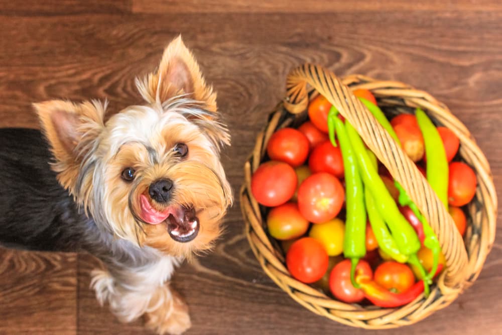 Can Dogs Eat Spicy Foods?