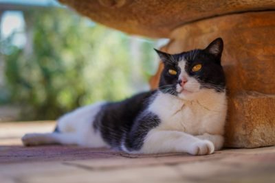 153 Spanish Cat Names for Vibrant Gatos