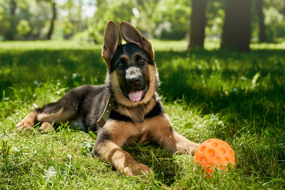 German Shepherd puppy with ball