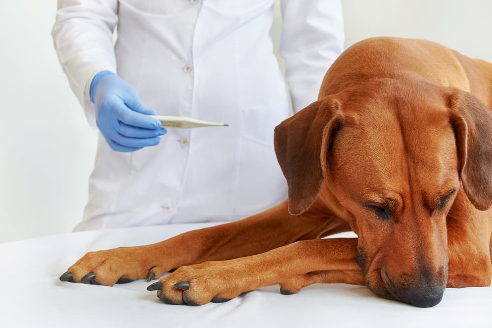 Veterinarian checks a dog's temperature