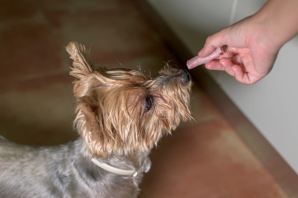 Owner gives Yorkshire Terrier a taste of deli ham