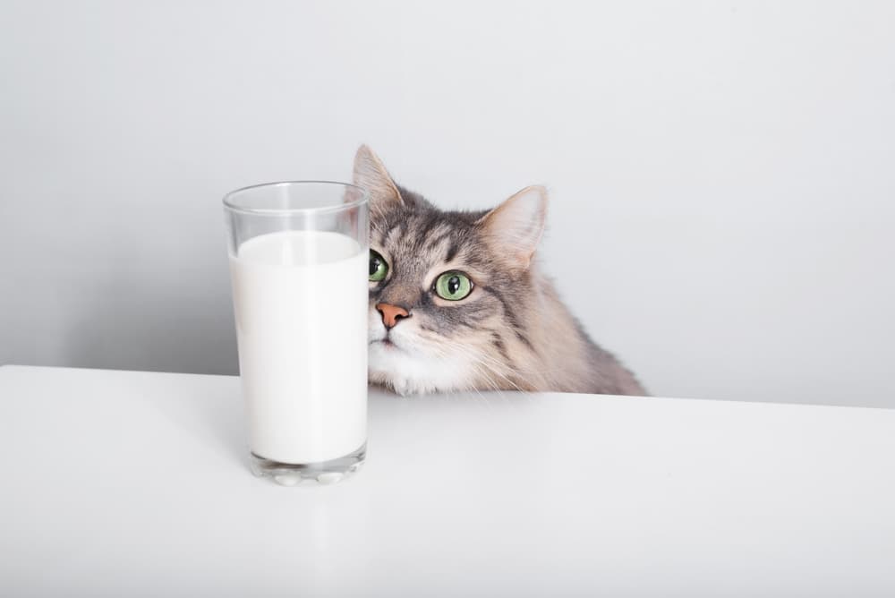 Cat looking at glass of milk