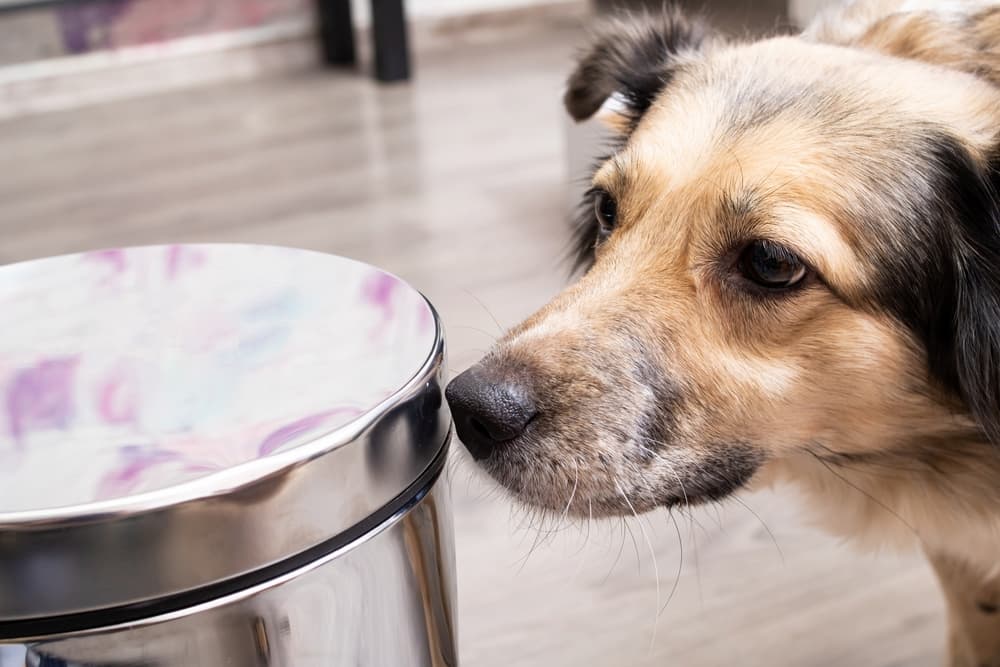 Dog sniffs metal trash can