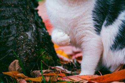 Cat Limping: 14 Reasons Why It Happens
