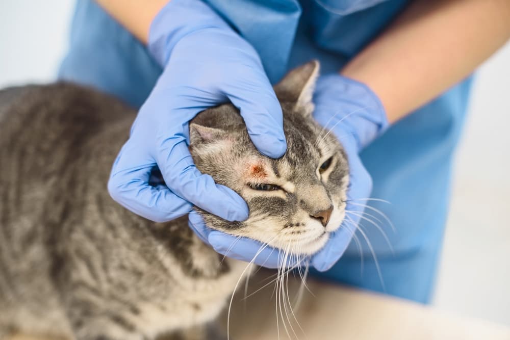 Veterinarian examining cat's skin irritation