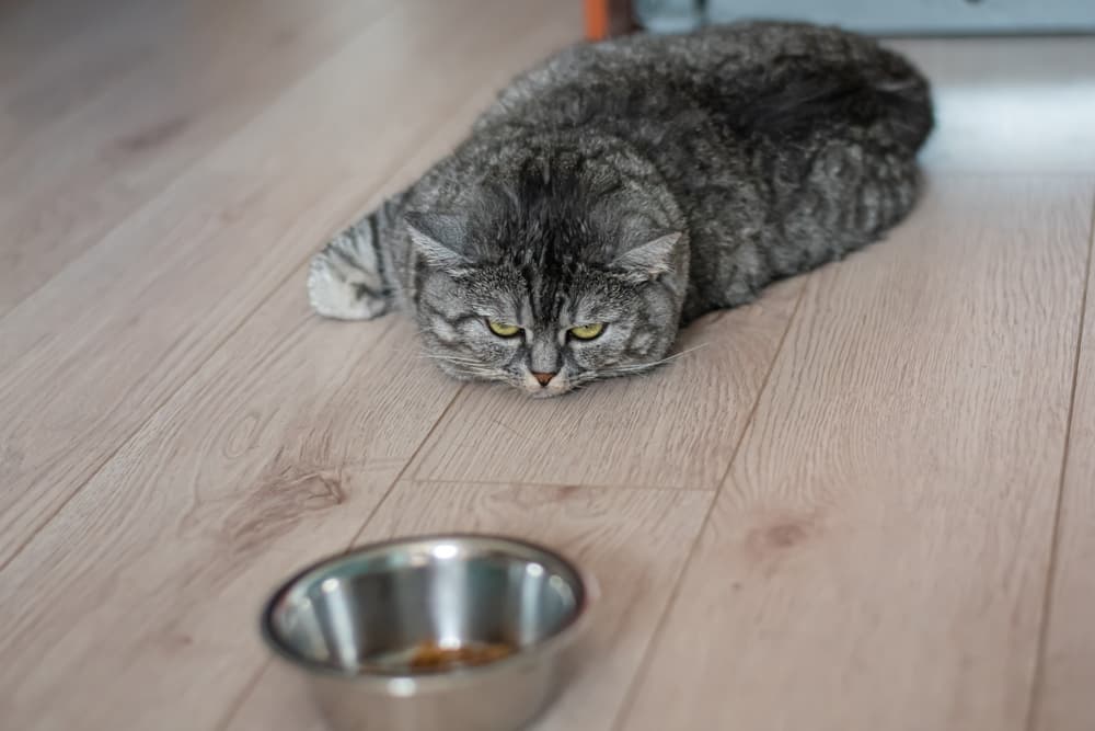 Cat refusing to eat food
