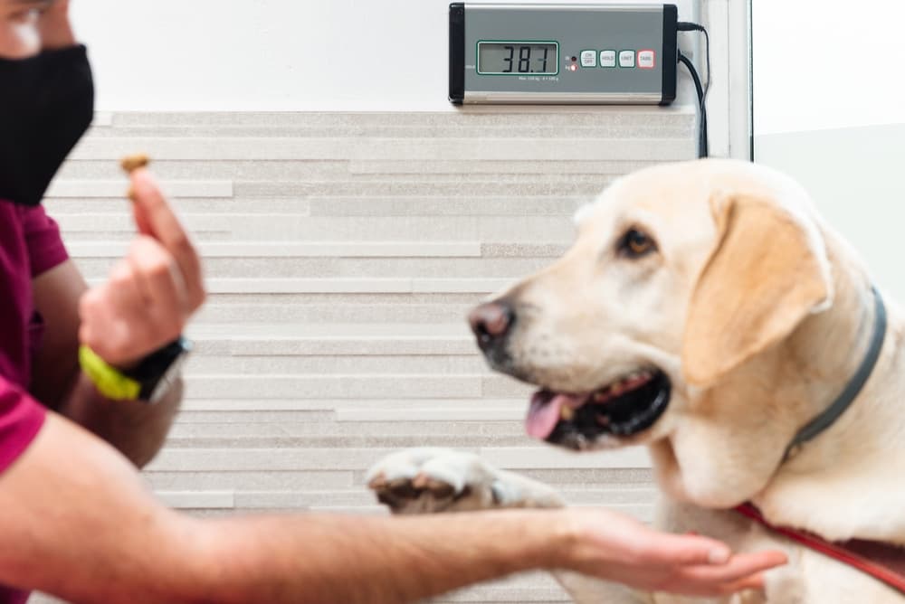 Veterinarian gives Labrador Retriever treat before weighing on scale