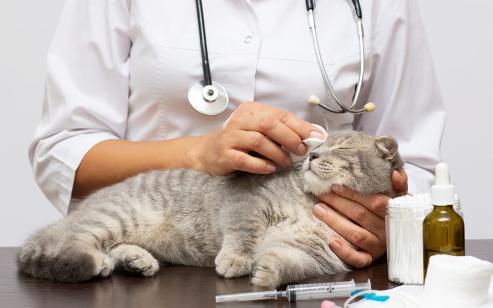 Scottish Fold cat at the veterinarian