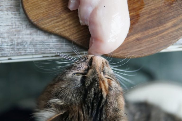 cat trying to eat raw chicken