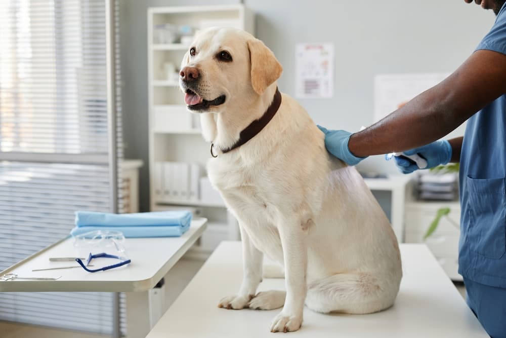 Pneumonia in Dogs: Types and Treatment Recommendations