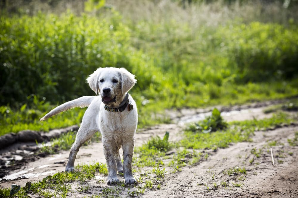 Leptospirosis Vaccine for Dogs: Everything You Need to Know