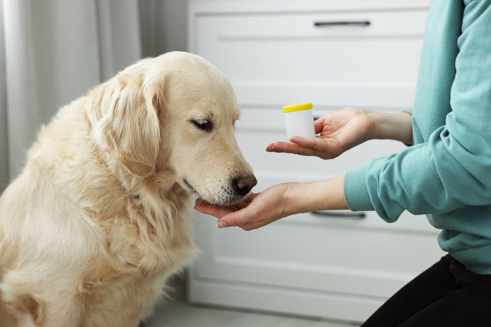 Pet owner with medication bottle giving dog a pill
